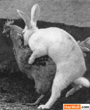 Dong vat, Động vật, Cuồng dâm, Dê, Chuyen ay, Sex, Làm tình, Hiếp dâm, Hinh vui, Hình vui, Hinh anh vui, Hình ảnh vui, Hình vui nhộn, Hinh Hai huoc