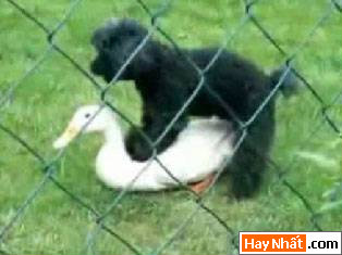 Dong vat, Động vật, Cuồng dâm, Dê, Chuyen ay, Sex, Làm tình, Hiếp dâm, Hinh vui, Hình vui, Hinh anh vui, Hình ảnh vui, Hình vui nhộn, Hinh Hai huoc