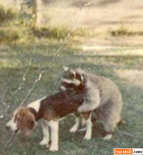 Dong vat, Động vật, Cuồng dâm, Dê, Chuyen ay, Sex, Làm tình, Hiếp dâm, Hinh vui, Hình vui, Hinh anh vui, Hình ảnh vui, Hình vui nhộn, Hinh Hai huoc