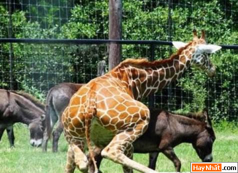 Dong vat, Động vật, Cuồng dâm, Dê, Chuyen ay, Sex, Làm tình, Hiếp dâm, Hinh vui, Hình vui, Hinh anh vui, Hình ảnh vui, Hình vui nhộn, Hinh Hai huoc