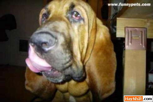 Funny pic,hình vui,ảnh vui,ảnh ngộ nghĩnh,ngộ nghĩnh,ảnh đẹp,chó,động vật