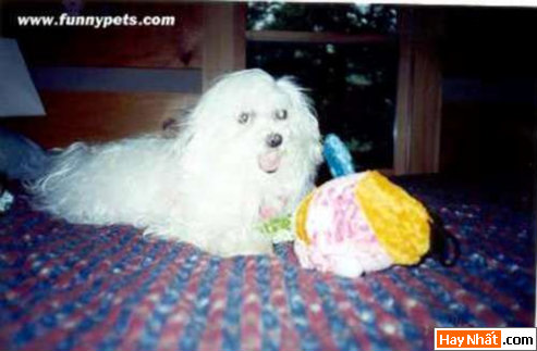 Funny pic,hình vui,ảnh vui,ảnh ngộ nghĩnh,ngộ nghĩnh,ảnh đẹp,chó,động vật