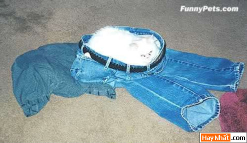 Funny pic,hình vui,ảnh vui,ảnh ngộ nghĩnh,ngộ nghĩnh,ảnh đẹp,chó,động vật