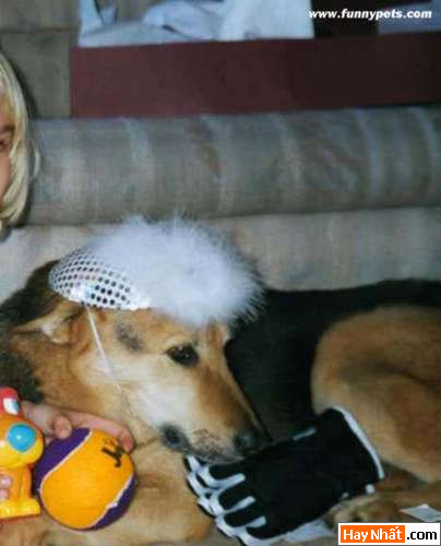Funny pic,hình vui,ảnh vui,ảnh ngộ nghĩnh,ngộ nghĩnh,ảnh đẹp,chó,động vật