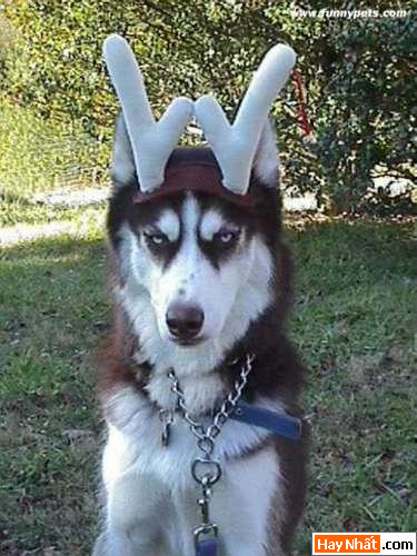 Funny pic,hình vui,ảnh vui,ảnh ngộ nghĩnh,ngộ nghĩnh,ảnh đẹp,chó,động vật