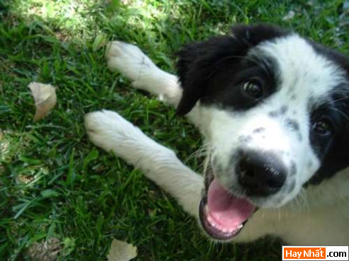 Funny pic,hình vui,ảnh vui,ảnh ngộ nghĩnh,ngộ nghĩnh,ảnh đẹp,chó,động vật