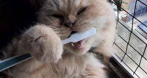 Năm Mèo cười hình.. Mão 3 Năm Mèo cười hình.. Mão