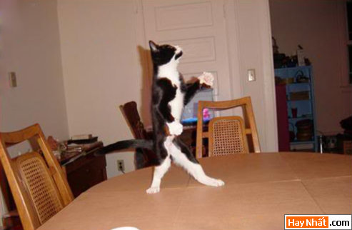 Hinh vui, Hình vui, Hình vui nhất, Hinh vui nhat, Tranh vui, Anh vui, Ảnh vui, Hinh anh vui, Hình Ảnh Vui