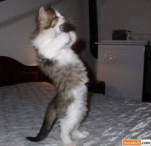 Hinh vui, Hình vui, Hình vui nhất, Hinh vui nhat, Tranh vui, Anh vui, Ảnh vui, Hinh anh vui, Hình Ảnh Vui