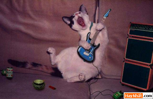 Hinh vui, Hình vui, Hình vui nhất, Hinh vui nhat, Tranh vui, Anh vui, Ảnh vui, Hinh anh vui, Hình Ảnh Vui