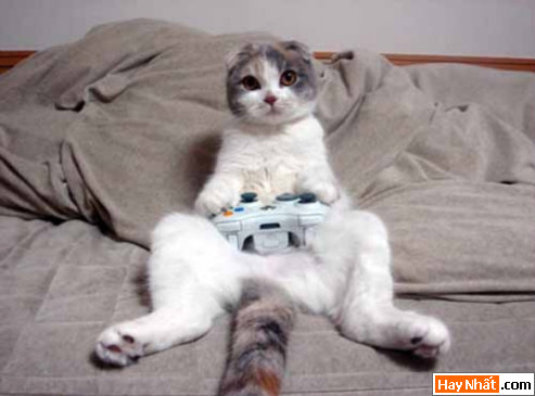 Hinh vui, Hình vui, Hình vui nhất, Hinh vui nhat, Tranh vui, Anh vui, Ảnh vui, Hinh anh vui, Hình Ảnh Vui