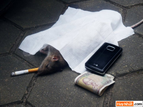 Vui, Hinh vui, Hình vui, Hình vui nhất, Hinh vui nhat, Tranh vui, Anh vui, Ảnh vui, Hinh anh vui, Hình Ảnh Vui