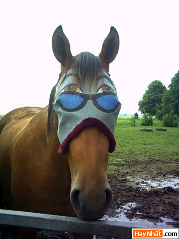 Vui, Hinh vui, Hình vui, Hình vui nhất, Hinh vui nhat, Tranh vui, Anh vui, Ảnh vui, Hinh anh vui, Hình Ảnh Vui