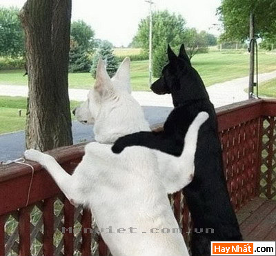 Vui, Hinh vui, Hình vui, Hình vui nhất, Hinh vui nhat, Tranh vui, Anh vui, Ảnh vui, Hinh anh vui, Hình Ảnh Vui