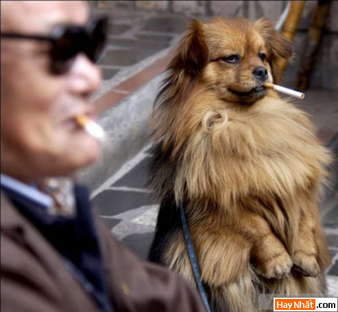 Vui, Hinh vui, Hình vui, Hình vui nhất, Hinh vui nhat, Tranh vui, Anh vui, Ảnh vui, Hinh anh vui, Hình Ảnh Vui