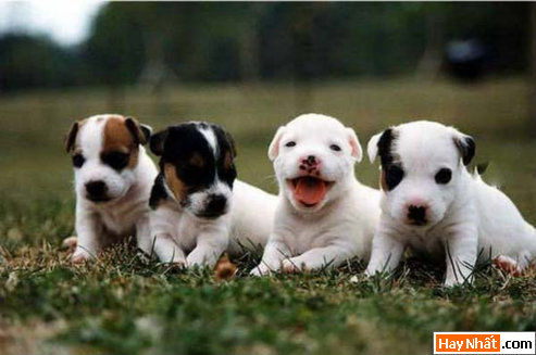 Vui, Hinh vui, Hình vui, Hình vui nhất, Hinh vui nhat, Tranh vui, Anh vui, Ảnh vui, Hinh anh vui, Hình Ảnh Vui