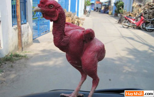 Vui, Hinh vui, Hình vui, Hình vui nhất, Hinh vui nhat, Tranh vui, Anh vui, Ảnh vui, Hinh anh vui, Hình Ảnh Vui, Hinh hai huoc, Hình hài hước, Hình ảnh hài hước, Hinh anh hai huoc, Funny Photo, Funny, Fun Photo