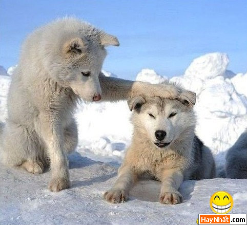 Vui, Hinh vui, Hình vui, Hình vui nhất, Hinh vui nhat, Tranh vui, Anh vui, Ảnh vui, Hinh anh vui, Hình Ảnh Vui, Hinh hai huoc, Hình hài hước, Hình ảnh hài hước, Hinh anh hai huoc, Funny Photo, Funny, Fun Photo