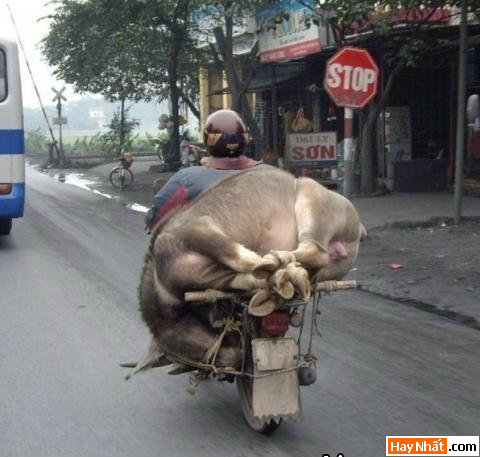 Vui, Hinh vui, Hình vui, Hình vui nhất, Hinh vui nhat, Tranh vui, Anh vui, Ảnh vui, Hinh anh vui, Hình Ảnh Vui, Hinh hai huoc, Hình hài hước, Hình ảnh hài hước, Hinh anh hai huoc, Funny Photo, Funny, Fun Photo