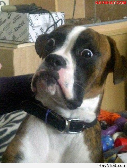 Liên khúc cười (số 7) 8