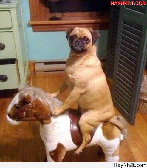 Liên khúc cười (số 7) 10