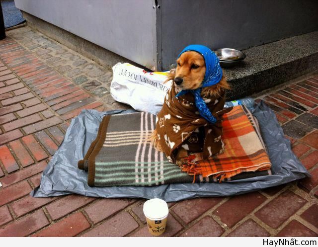 Liên khúc cười (số 13) 10