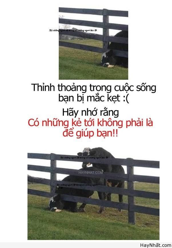 Liên khúc cười (số 24) 7