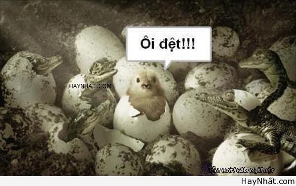 Không thể nhịn cười (Số 8) 10