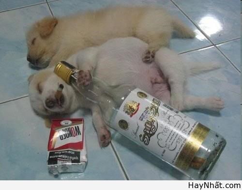 Không thể nhịn cười (Số 10) 12