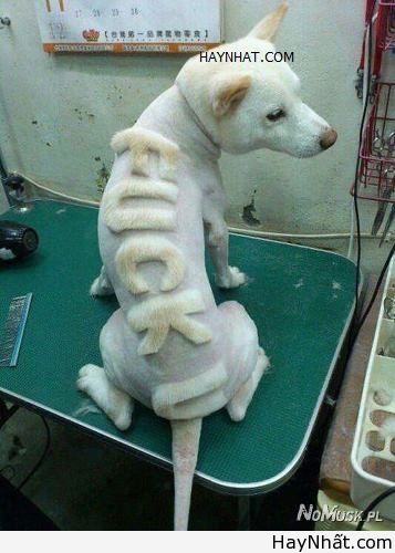 Không thể nhịn cười (số 2) 12