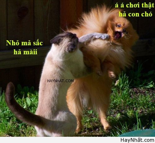 Không thể nhịn cười (số 6) 11