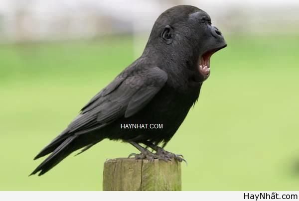 Liên khúc cười (số 20) 8