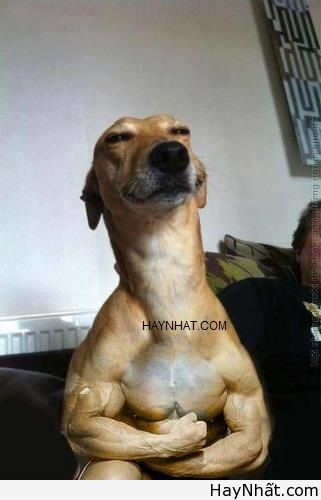 Liên khúc cười (số 21) 10