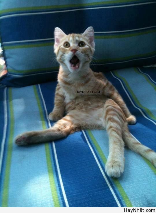 Liên khúc cười (số 17) 7