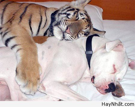 Cười ra nước mắt cùng thú.. cưng 10