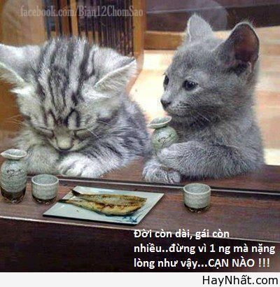 Cười ra nước mắt cùng thú.. cưng 11