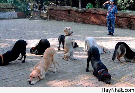 Cười bể bụng với động vật (Part 1) 15