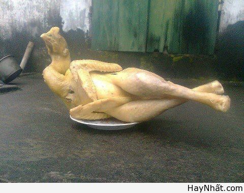 Cười bể bụng với động vật (Part 1) 16