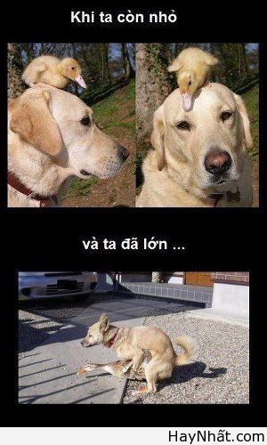 Cười ra nước mắt cùng thú.. cưng 12