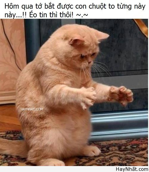 Cười ra nước mắt cùng thú.. cưng 13