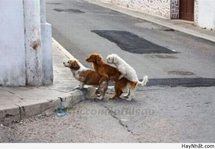 Cười ra nước mắt cùng thú.. cưng 14