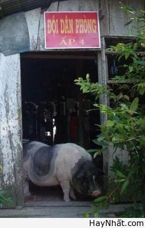 Cười ra nước mắt cùng thú.. cưng 16