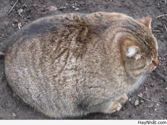 Cười ra nước mắt cùng thú.. cưng 17