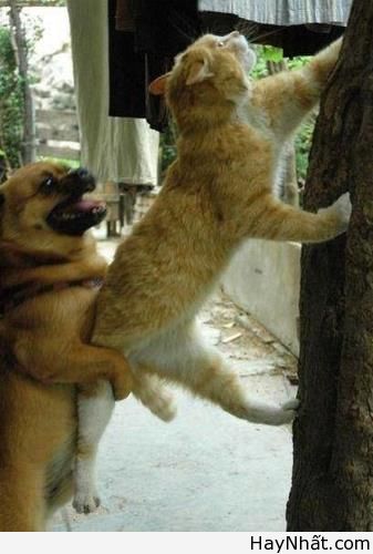 Vui cùng thế giới động vật (P.1) 11