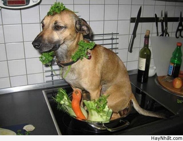 Vui cùng thế giới động vật (P.1) 14