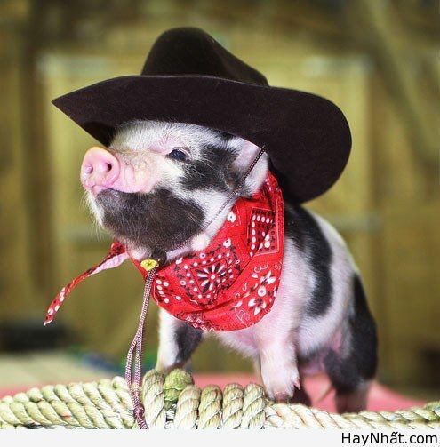 Cười té ghế với thú cưng cute 20