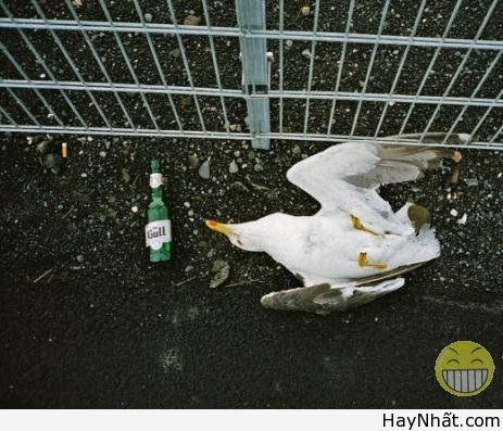 Cười té ghế với thú cưng cute 12