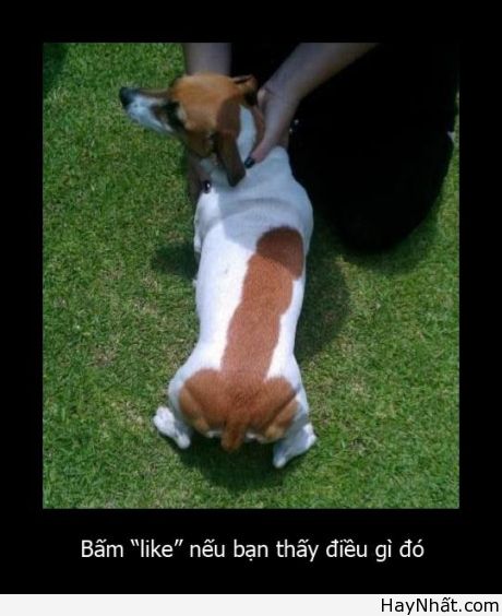 Cười té ghế với thú cưng cute 13