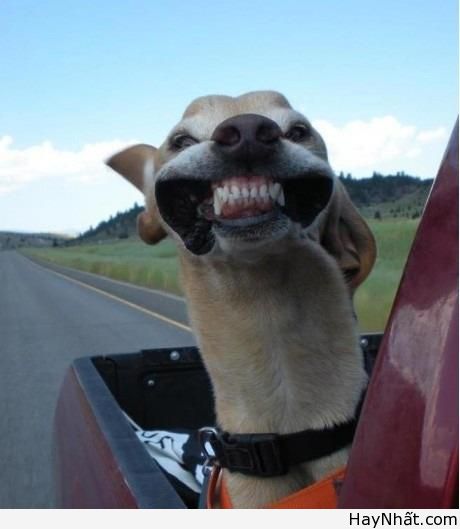 Cười té ghế với thú cưng cute 14