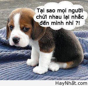 Cười té ghế với thú cưng cute 15